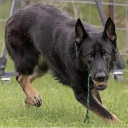 German Shepherds from Zwinger aus dem Kreuzfeuer