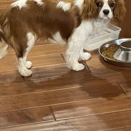 Maggie - Cavalier King Charles Spaniel