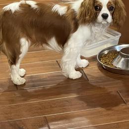 Maggie - Cavalier King Charles Spaniel