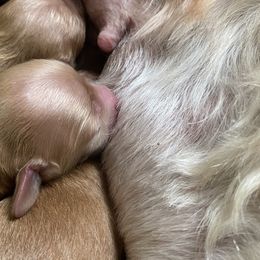 Cockapoo Puppies from Chesapeake Cockapoos