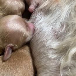Cockapoo Puppies from Chesapeake Cockapoos