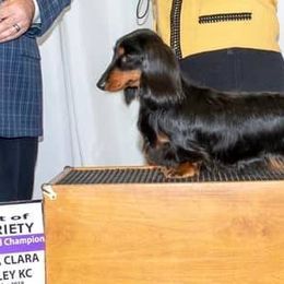 Dachshunds from Dash'N Doxies Miniature Longhair Dachshunds