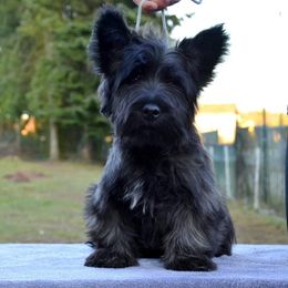 Australian Shepherd and Skye Terrier Puppies from Sky Creek