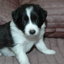 Border Collie Puppies from Blackbow