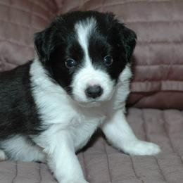 Border Collie Puppies from Blackbow