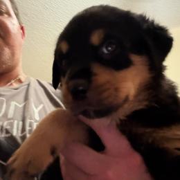 Orange girl - Black and mahogany female Rottweiler puppy in Colorado Springs, Colorado from Von Locher Rotties