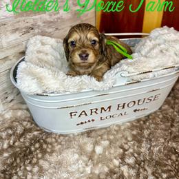 Jax-2000 - Cream male Dachshund puppy in Atwood, Oklahoma from Holder’s Doxie Farm