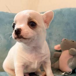 Olaf - White male Chihuahua puppy in Seneca, Missouri from Stephanie’s Puppy Colony