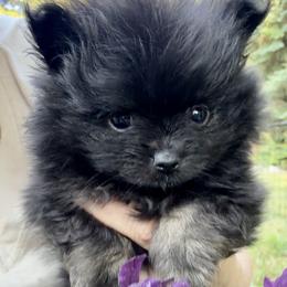 Pirate - Black male Pomeranian puppy in Lake Forest Park, Washington from Tea Pup Pomeranians