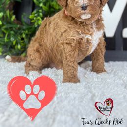 Goldendoodle Puppies from Maryland Designer Doodles