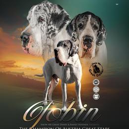 Tobin - Great Dane