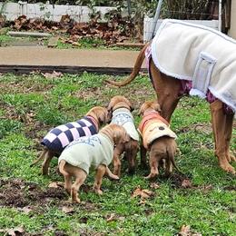 Rhodesian Ridgeback puppies from Sans Peur Ridgebacks