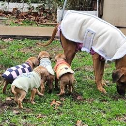 Rhodesian Ridgeback puppies from Sans Peur Ridgebacks