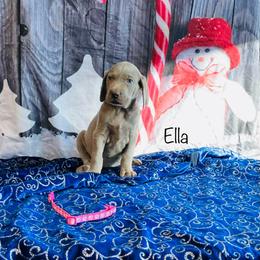 Ella - Silver gray female Weimaraner puppy in Aitkin, Minnesota from Whispering’s GunDogs
