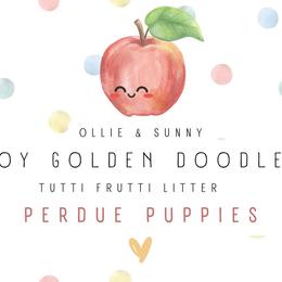 Goldendoodle puppies from Perdue Puppies