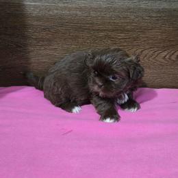 Trixy Girl 2 - Liver female Shih Tzu puppy in Meadows Of Dan, Virginia from Walt’s Shih Tzus