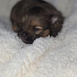 Toffee - Chocolate and tan parti female Pomeranian puppy in Arthur, Illinois from Dachs and Poms