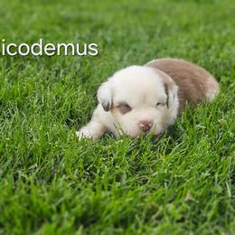 Nicodemus - Red merle male Miniature Australian Shepherd puppy in Owensboro, Kentucky from JnT's Bluegrass Mini Aussies
