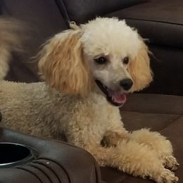 Bandit - Poodle