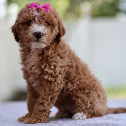 Nova - Red  female Goldendoodle puppy in Apopka, Florida from Rae Precious Puppies