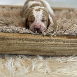 Wishbone - Red and white male Basset Hound puppy in Lone Jack, Missouri from Wee Little Bassets