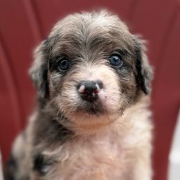 Emeril - Blue merle male Bordoodle puppy in Creston, Ohio from Borders of Eby Eden