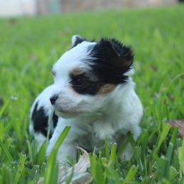 Ladybug - Parti female Yorkshire Terrier puppy in Eastland, Texas from Peach Yorkies