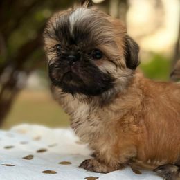 Shih Tzus from FurloveShihtzu