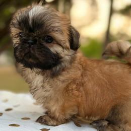 Shih Tzus from FurloveShihtzu