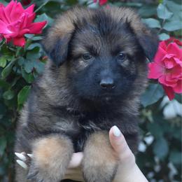 Green Collar Female - Sable female German Shepherd puppy in Marianna, Florida from Haus M Godwin