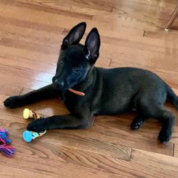 Belgian Malinois and German Shepherd Puppies from Laeknir K9
