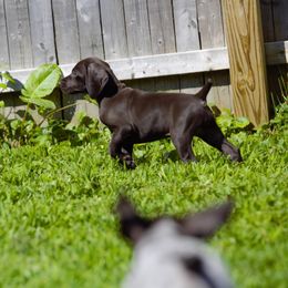 German Shorthaired Pointer Puppies from Aisling