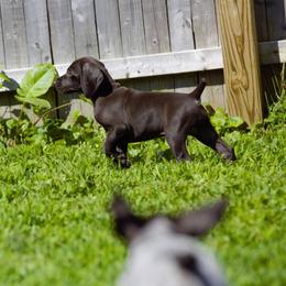 German Shorthaired Pointer Puppies from Aisling