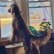 Irish Setter Puppies from Maxwell Irish Setters