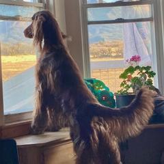 Irish Setter Puppies from Maxwell Irish Setters