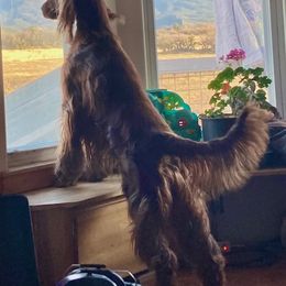 Irish Setter Puppies from Maxwell Irish Setters