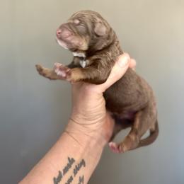 Bernedoodle, Poodle, and Saint Berdoodle Puppies from Remington Kennels, LLC