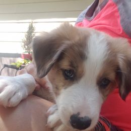 "Sable Merle Male" Border Collie Puppies from Oddity Kennels