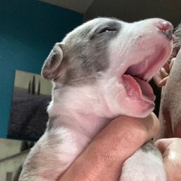 Mario - Fawn brindle male Whippet puppy in Katy, Texas from Texas Diamond Whippets