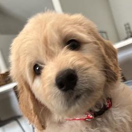 Boy 5 - Cream Goldendoodle puppy in Orlando, Florida from Lorraine's Doodles