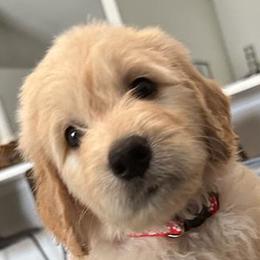 Boy 5 - Cream Goldendoodle puppy in Orlando, Florida from Lorraine's Doodles