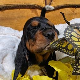 Humble - Black brown and white male Basset Hound puppy in Big Rapids, Michigan from Basket Hound Bassets
