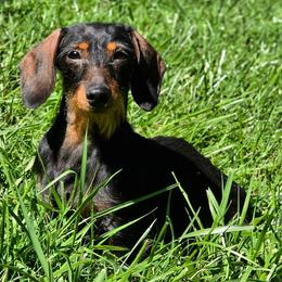 Julie - Dachshund