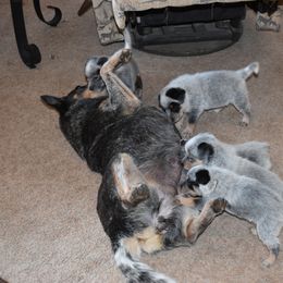 Australian Cattle Dog Puppies from Lyla Hinman's Australian Cattle Dogs