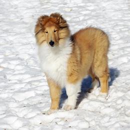 Abby - Sable and white female Collie puppy in Conneaut Lake, Pennsylvania from Val Hi Collies