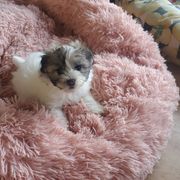 Lowchen Puppies from Sugar Plum Löwchen