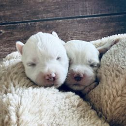 Emerald - White and tan female Morkie puppy in Tampa Bay, Florida from Woodpecker Ridge Pups