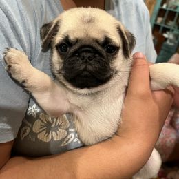 Buckley - Fawn male Pug puppy in Black Mtn, North Carolina from Southern Pugs