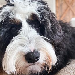 Bernedoodles and Golden Mountain Doodles from Tilley's Southern Doodles
