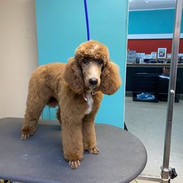 Boy 2 - Red  Poodle puppy in Townville, South Carolina from GingerLane Poodles